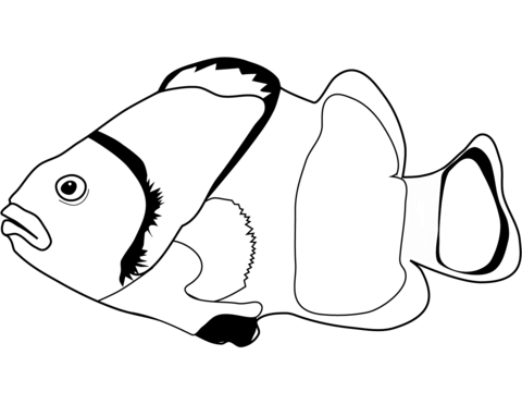 Clownfish  Coloring Page